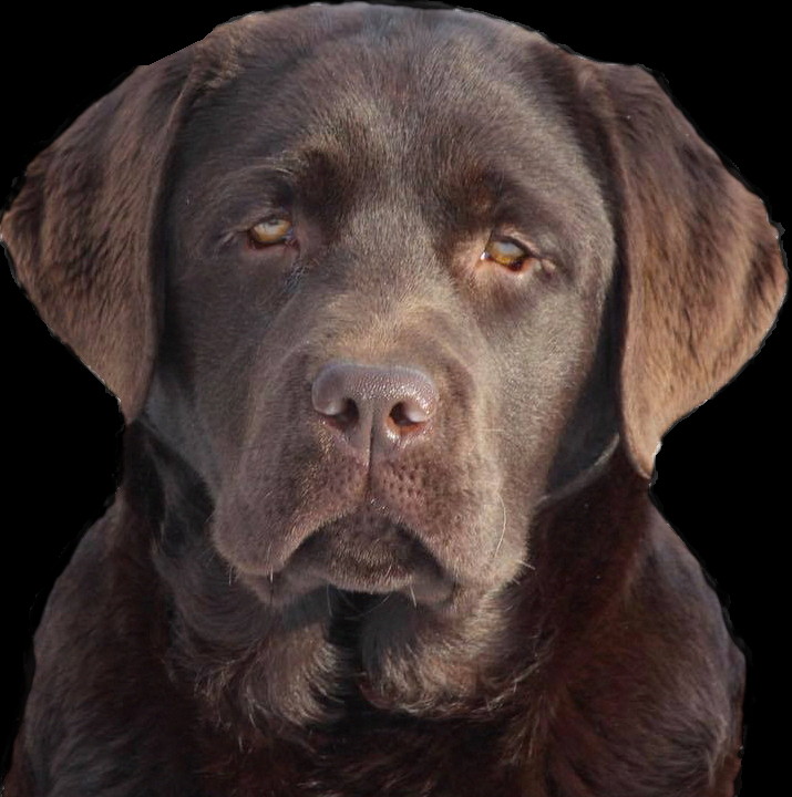 Eagertrieve Labradors Ckc Perm Reg